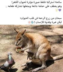 Pin By Suzan Ali On Worded Anime Muslim Photo Quotes Animals