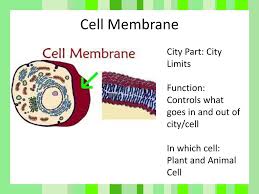 Maybe you would like to learn more about one of these? Ms Nail 7th Grade Science Ppt Download