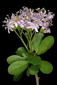 Image result for Ehretia rigida