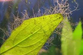 Green Water Algae Profile And How To Remove - Shrimp And Snail Breeder