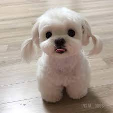 Baby Hair Style Pics Baby Hair Style Hair Style Babyhairstyle In 2020 Cute Puppies Cute Animals Cute Dogs