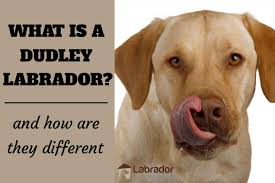 Puppies are priced at $1550 plus michigan sales tax with limited akc and a spay/ neuter contract. What Is A Dudley Labrador And How Are They Different Labradortraininghq