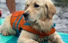 National Dog Day Paddling Celebration