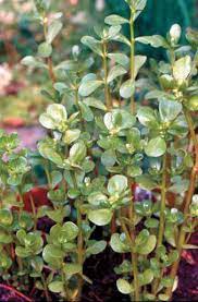 Rare pink rock purslane, ground cover, most hardy and grow fast, healthy 6stems or 8rooted plant, landscape highlights, clearance sale gardenvista 4.5 out of 5 stars (85) Power Packed Purslane Mother Earth News