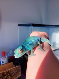 Vsco Caitymiller Cute Reptiles Cute Baby Animals Chameleon Pet