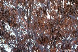 Image result for Albizia versicolor
