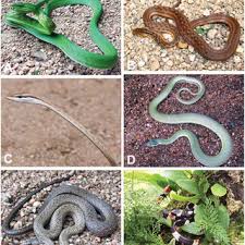 Below we cover a large variety of snakebite symptoms from swelling to paralysis, so you can during a bite in which the snake wants to use some venom, the gland is compressed by muscles around it. Pdf Rear Fanged Snake Venoms An Untapped Source Of Novel Compounds And Potential Drug Leads
