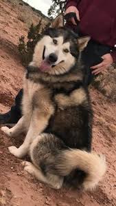 The steps to placing a hold for a litter pick or for a puppy are as follows: 12 Kelly S Giant Alaskan Malamute Puppies For Sale Ideas Giant Alaskan Malamute Puppies Giant Alaskan Malamute Alaskan Malamute Puppies