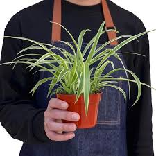 Image result for Chlorophytum ruahense