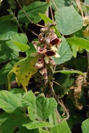 Image result for Rhynchosia viscosa