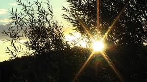 Image result for Brown 1980 HDC