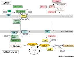 Molecular Regulation Of Fatty Acid Oxidation In Skeletal Muscle During Aerobic Exercise Trends In Endocrinology Metabolism