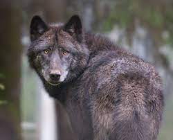 Favorites Alaska Wolf Timber Wolf Wolf Life Wolf
