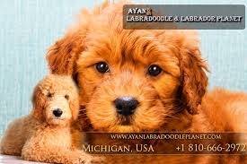 Labradoodle puppies for sale | holland, mi #363280. Pennysaver Australian Labradoodle Puppies For Sale Australian Labradoodle Ayanlabradoodleplanet In Wayne Michigan Usa