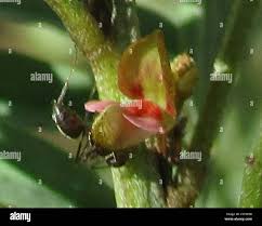 Image result for Indigofera cryptantha