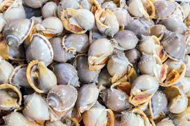 De Nombreux Coquillages Fruits De Mer Sur La Glace Sur Le Marche Du Poisson Banque D Images Et Photos Libres De Droits Image 41232284