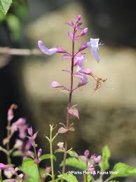 Image result for Ocimum labiatum