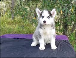 Search through thousands of dogs for sale and puppies for sale adverts near me in the usa and europe at animalssale.com. Siberian Husky Puppies For Sale Tampa Florida