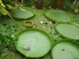 Oh Dear Review Of Botanical Garden Botanischer Garten Bern Switzerland Tripadvisor