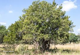 Image result for Pappea capensis