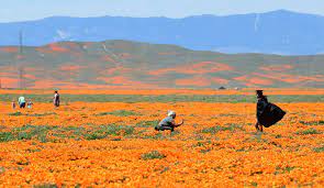 We did not find results for: Not Obeying Photo Takers Leave Home To See California Poppies
