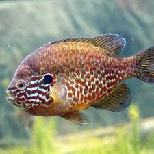 Best Types Of Pond Fish For Outdoor Ponds Big Small Fish Pond Informer In 2020 Small Fish Pond Fish Freshwater Aquarium Fish