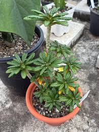 Image result for Dorstenia buchananii