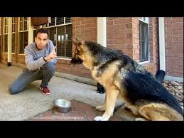 No wonder they are man's best friend. How I Trained My Dog In Hindi Hindi Vlog Indian Vlogger In Usa Gsd Dog This Indian Youtube
