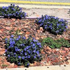 The evolvulus is unique in that it comes in one of the most elusive colors in the world of horticulture—a bright and brilliant cobalt blue. Dwarf Morning Glory Info Caring For And Growing Evolvulus Glomeratus
