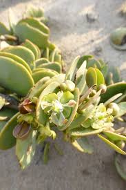 Image result for Zygophyllaceae