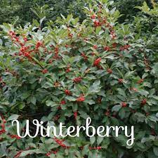 American Winterberry Winterberry Shrub Ilex Verticillata Winterberry Bush Winterberry Habitat Garden