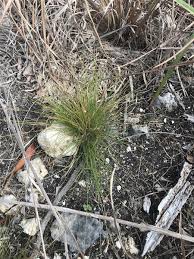 Image result for Abildgaardia ovata