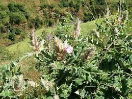 Image result for Acanthus polystachyus