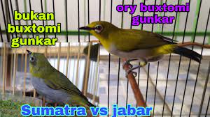 Ciri2 Pleci Buxtomi Yg Bagus Buat Lomba Buxtomi Gunkar Ory Dan Harga Nya Naik Di Tahun 2021 Ini Youtube