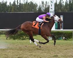 View complete tapology profile, bio, rankings, photos. Notorious Nick Horse Profile Bloodhorse