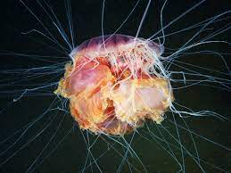 Самая красивая медуза в мире