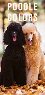 Poodle Colors Do You Know How Many Poodle Coat Colors There
