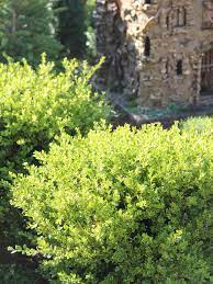 Be the first to review boxwood golden dream #3 cancel reply. Plant Primer Golden Dream Boxwood