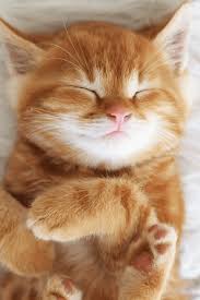 Collection by the gentlemeow's club. Orlando Cat Cafe