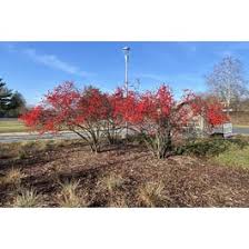 Image result for Xyris peteri