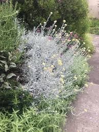 Image result for Helichrysum lineare