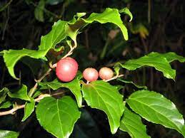 How flacourtia indica is effective for various diseases is listed in repertory format. Mengenal Bonsai Rukem Flacoutia Indica Vs Flacourtia Rukam Dan Bagaimana Cara Perawatannya Bakasura Cendekia