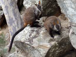 A wallaby is a well known australian animal, and a member of australia's national rugby team. Brush Tailed Rock Wallaby Wikipedia
