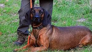 Image result for bavorský barvář