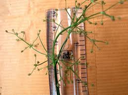 Image result for Fimbristylis quinquangularis