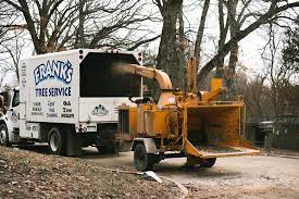 Tree trimming cost calculator from aaa tree service ( get free estimate, provide emergency tree service ) tree trimming near me pruning. Tree Trimming Services Near Me Palm Beach County Tree Trimming And Tree Removal Services
