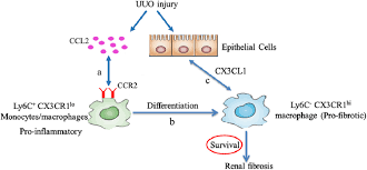 Cartoon Illustrating The Role Of Cx3cl1 Cx3cr1 Pair In Kidney Fibrosis Download Scientific Diagram Mouse cartoon in high quality. cx3cl1 cx3cr1 pair in kidney fibrosis
