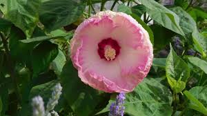 Hibiscus seeds 12 kinds 200pcs giant hibiscus. The Clematis Vine Hibiscus And More Flowering Plants Youtube