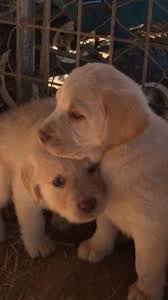 Get a boxer, husky english yellow (white/cream) labrador puppies for sale. Lab Puppies For Sale Under 200 For Sale Usa