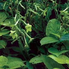 Lime green plant pots are scientifically designed to ensure the best breathability and watering mechanisms to ensure that your lovely plants and flowers keep flourishing. Lime Green Flowering Tobacco Finegardening